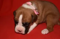 LADY BUG, a female Boxer for sale in Neosho, MO – 7 of 10