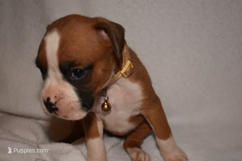 SAGE – Boxer puppy for sale in Neosho, MO