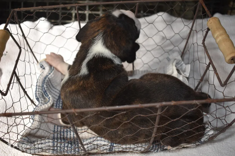 LUNA – Boxer puppy for sale in Neosho, MO