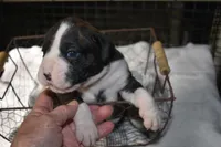 LUNA, a female Boxer for sale in Neosho, MO – Photo 4 of 6