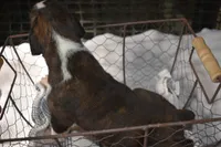 LUNA, a female Boxer for sale in Neosho, MO – Photo 3 of 6