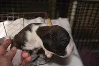 LUNA, a female Boxer for sale in Neosho, MO – Photo 6 of 6