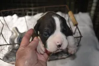 LUNA, a female Boxer for sale in Neosho, MO – Photo 5 of 6