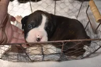 LUNA, a female Boxer for sale in Neosho, MO – Photo 2 of 6