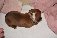 FIDLEY, a male Boxer for sale in Neosho, MO – 3 of 5