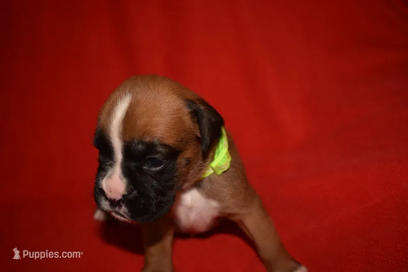 CINNAMON – Boxer puppy for sale in Neosho, MO