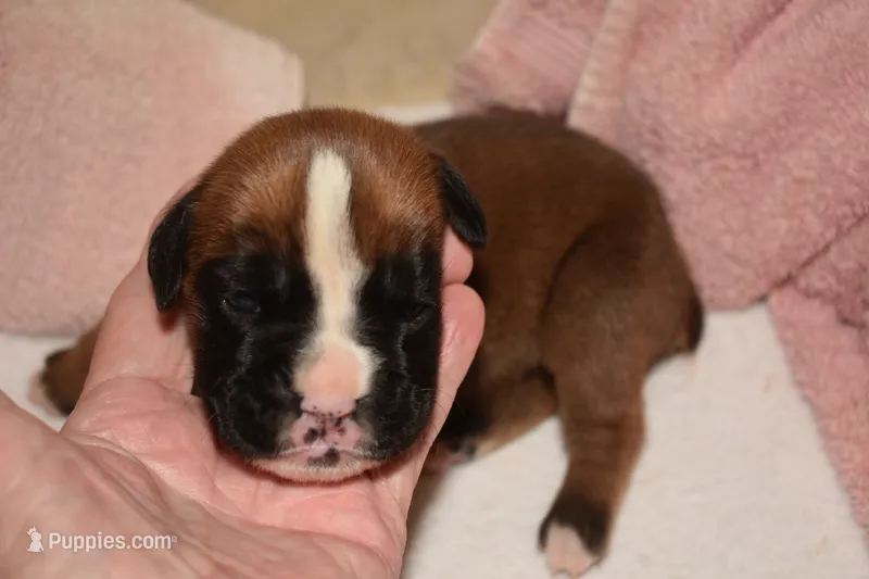 LADY BUG – Boxer puppy for sale in Neosho, MO