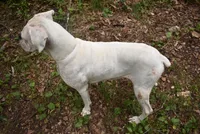 NANNY LULU, a female Boxer for sale in Neosho, MO – 2 of 4