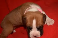 LADY BUG, a female Boxer for sale in Neosho, MO – 8 of 10