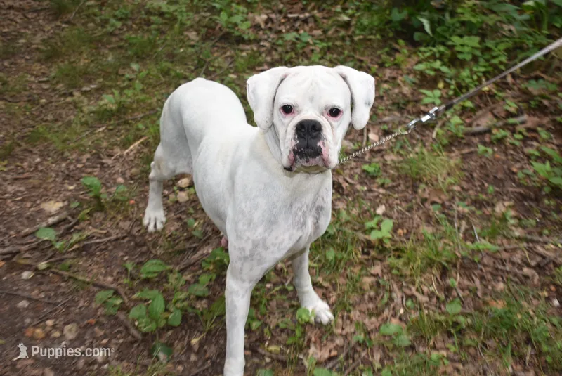 NANNY LULU – Boxer puppy for sale in Neosho, MO
