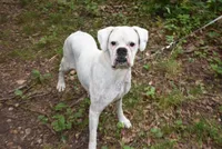 NANNY LULU, a female Boxer for sale in Neosho, MO – 1 of 4