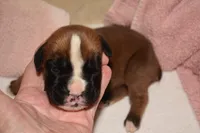 CINNAMON, a female Boxer for sale in Neosho, MO – 1 of 5