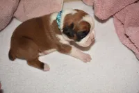 NIGEL , a male Boxer for sale in Neosho, MO – 3 of 5