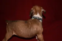 BISCUIT , a female Boxer for sale in Neosho, MO – 3 of 6