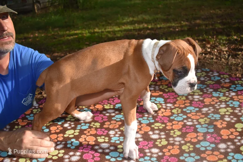 SAGE – Boxer puppy for sale in Neosho, MO