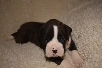 Hunter , a male Boxer for sale in Neosho, MO – Photo 2 of 2