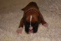 OPEL, a female Boxer for sale in Neosho, MO – Photo 4 of 5