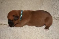 OPEL, a female Boxer for sale in Neosho, MO – Photo 5 of 5