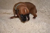 OPEL, a female Boxer for sale in Neosho, MO – Photo 2 of 5