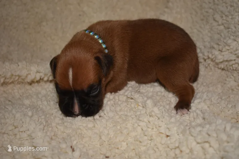 OPEL – Boxer puppy for sale in Neosho, MO