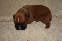 OPEL, a female Boxer for sale in Neosho, MO – Photo 1 of 5