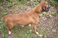 DOTTIE, a female Boxer for sale in Neosho, MO – 4 of 6