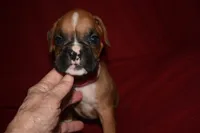 IZZIE, a female Boxer for sale in Neosho, MO – 2 of 6