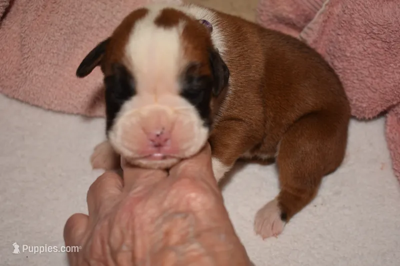 BASIL – Boxer puppy for sale in Neosho, MO