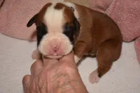 BASIL, a female Boxer for sale in Neosho, MO – 1 of 5