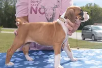 SAGE, a female Boxer for sale in Neosho, MO – 10 of 10