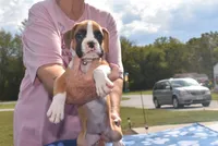 SAGE, a female Boxer for sale in Neosho, MO – 8 of 10