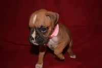IZZIE, a female Boxer for sale in Neosho, MO – 2 of 5