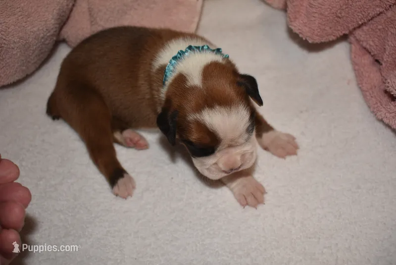 NIGEL  – Boxer puppy for sale in Neosho, MO