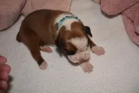 NIGEL , a male Boxer for sale in Neosho, MO – 1 of 5
