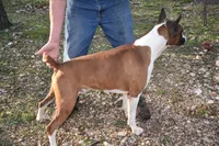 DOTTIE, a female Boxer for sale in Neosho, MO – 2 of 2