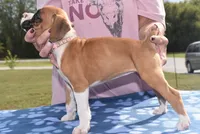SAGE, a female Boxer for sale in Neosho, MO – 7 of 10