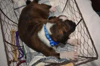 TUCKER, a male Boxer for sale in Neosho, MO – Photo 3 of 3