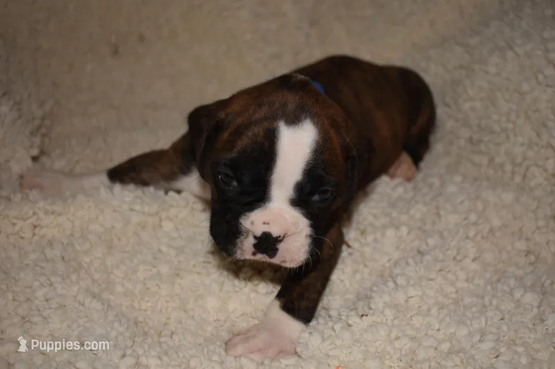TUCKER – Boxer puppy for sale in Neosho, MO
