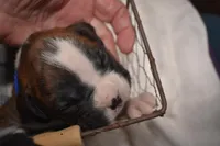 TUCKER, a male Boxer for sale in Neosho, MO – Photo 1 of 3