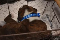 TUCKER, a male Boxer for sale in Neosho, MO – Photo 2 of 3