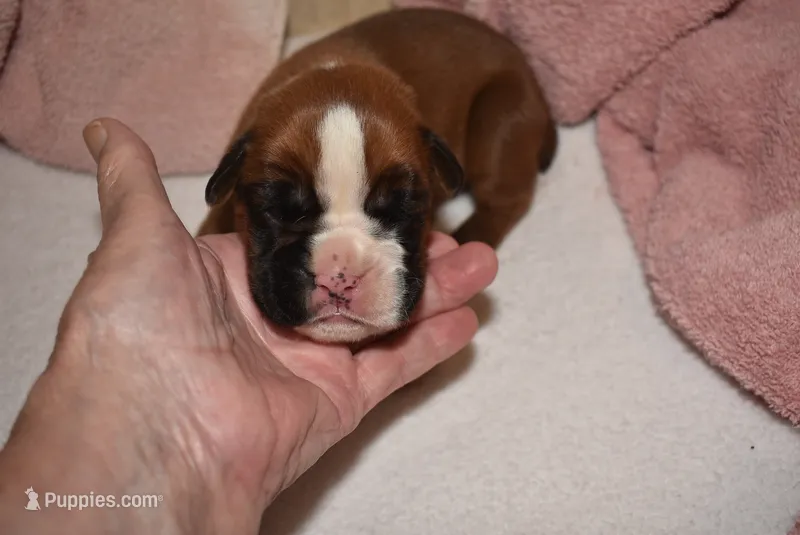 FIDLEY – Boxer puppy for sale in Neosho, MO