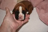 FIDLEY, a male Boxer for sale in Neosho, MO – 1 of 5