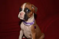 BISCUIT , a female Boxer for sale in Neosho, MO – 4 of 6