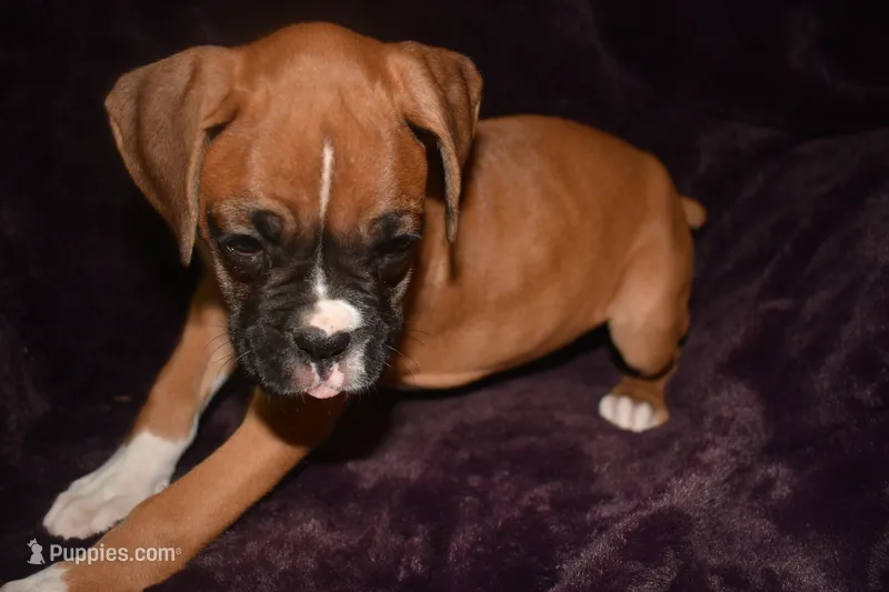 IZZIE – Boxer puppy for sale in Neosho, MO