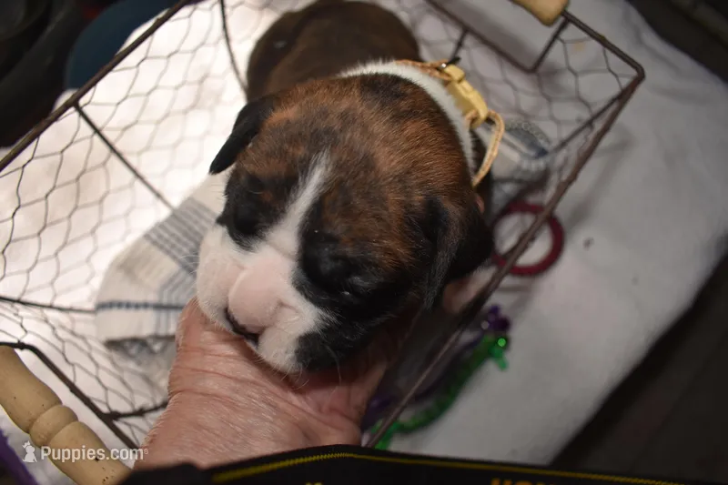 HUNTER – Boxer puppy on hold in Neosho, MO