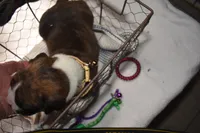 HUNTER, a male Boxer for sale in Neosho, MO – Photo 2 of 8