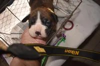 HUNTER, a male Boxer for sale in Neosho, MO – Photo 8 of 8