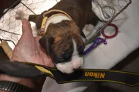 HUNTER, a male Boxer for sale in Neosho, MO – Photo 5 of 8