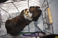 HUNTER, a male Boxer for sale in Neosho, MO – Photo 4 of 8