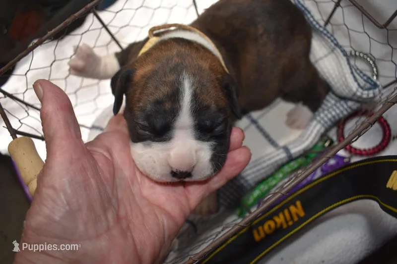 HUNTER – Boxer puppy for sale in Neosho, MO